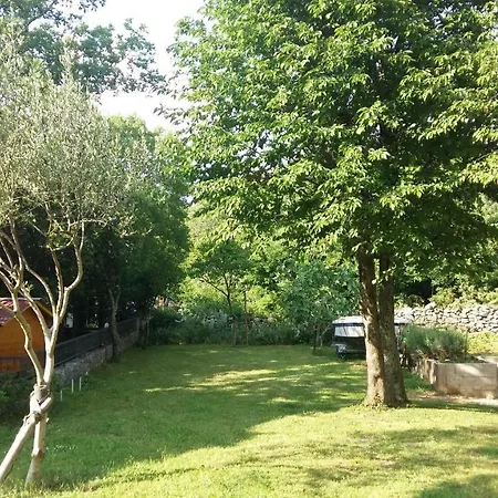 Ana كلارجيفيكا