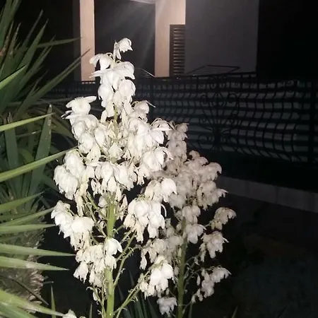 Ana Apartman